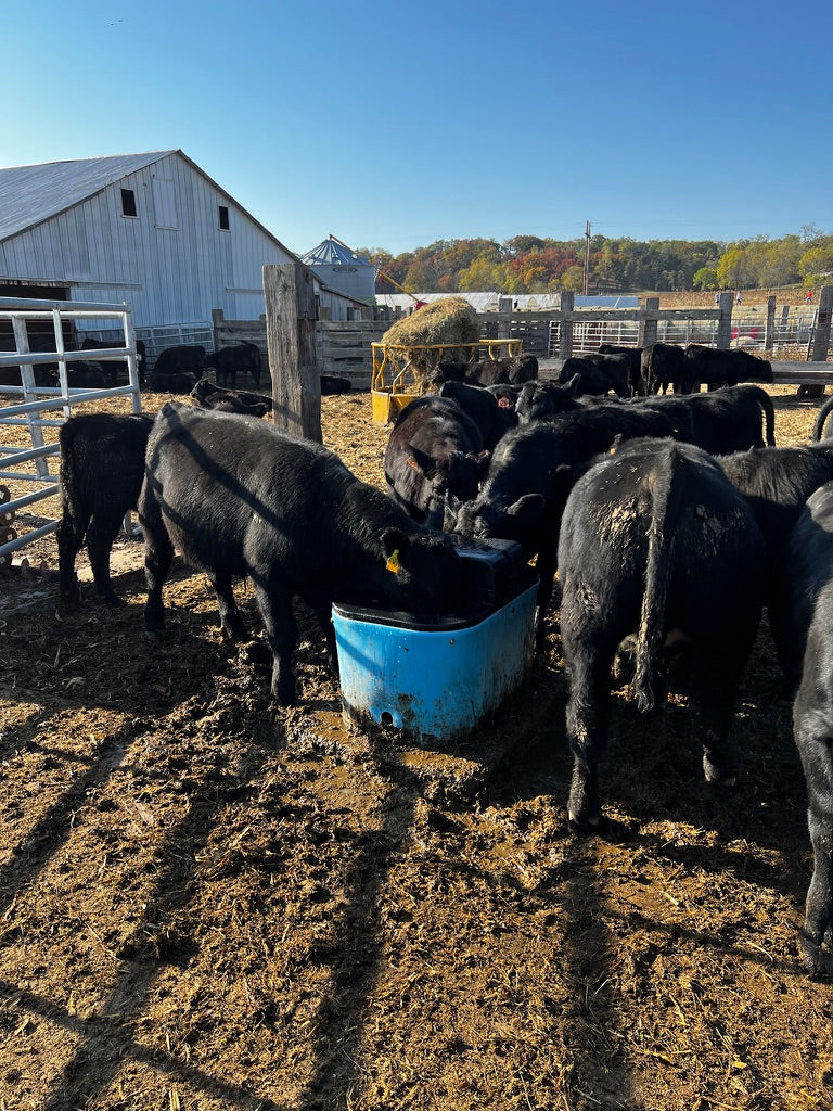 Miraco E-Fount 3465E: Efficient and Durable Heated Waterer - additional view 2
