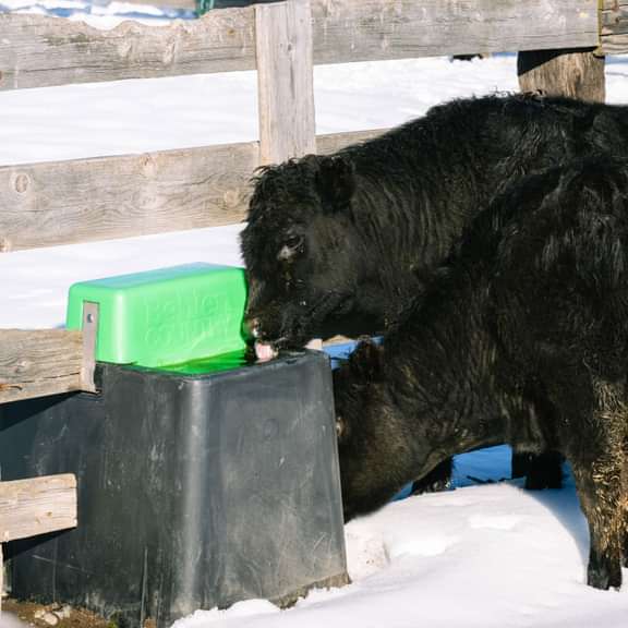 Behlen AHW80 heated waterer in use