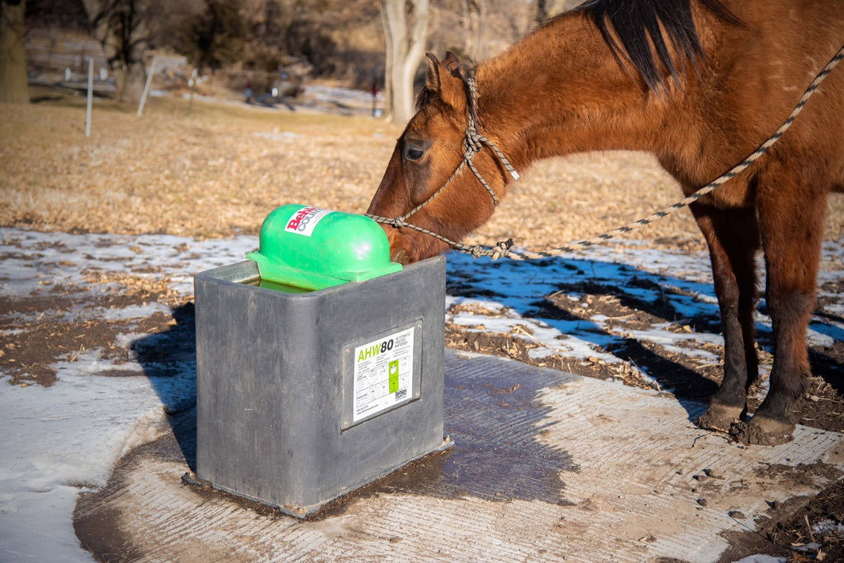 Horse drinking from a Behlen Country AHW80 heated waterer, part 54150018, mounted on a concrete pad