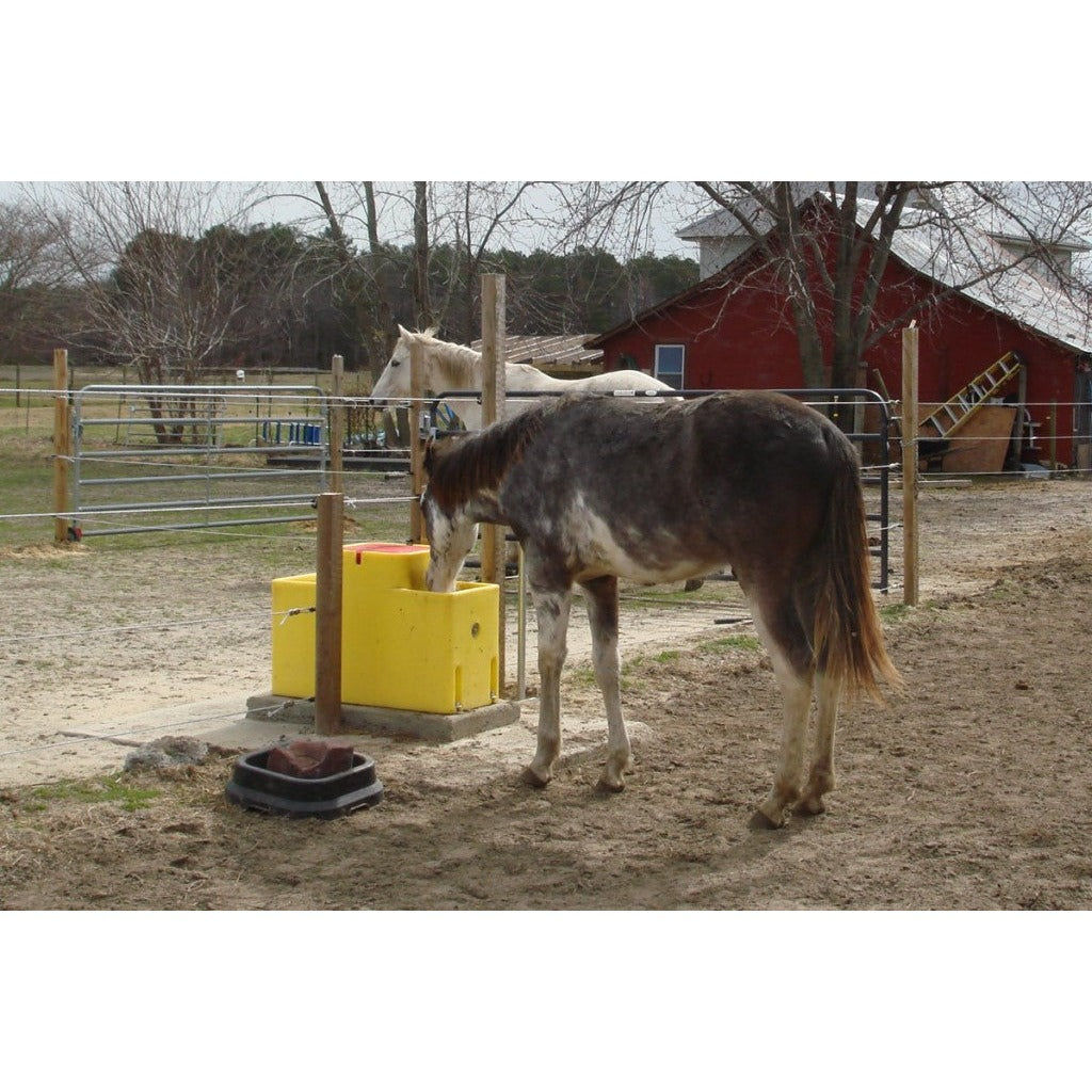 horses with a ritchie 150 automatic waterer