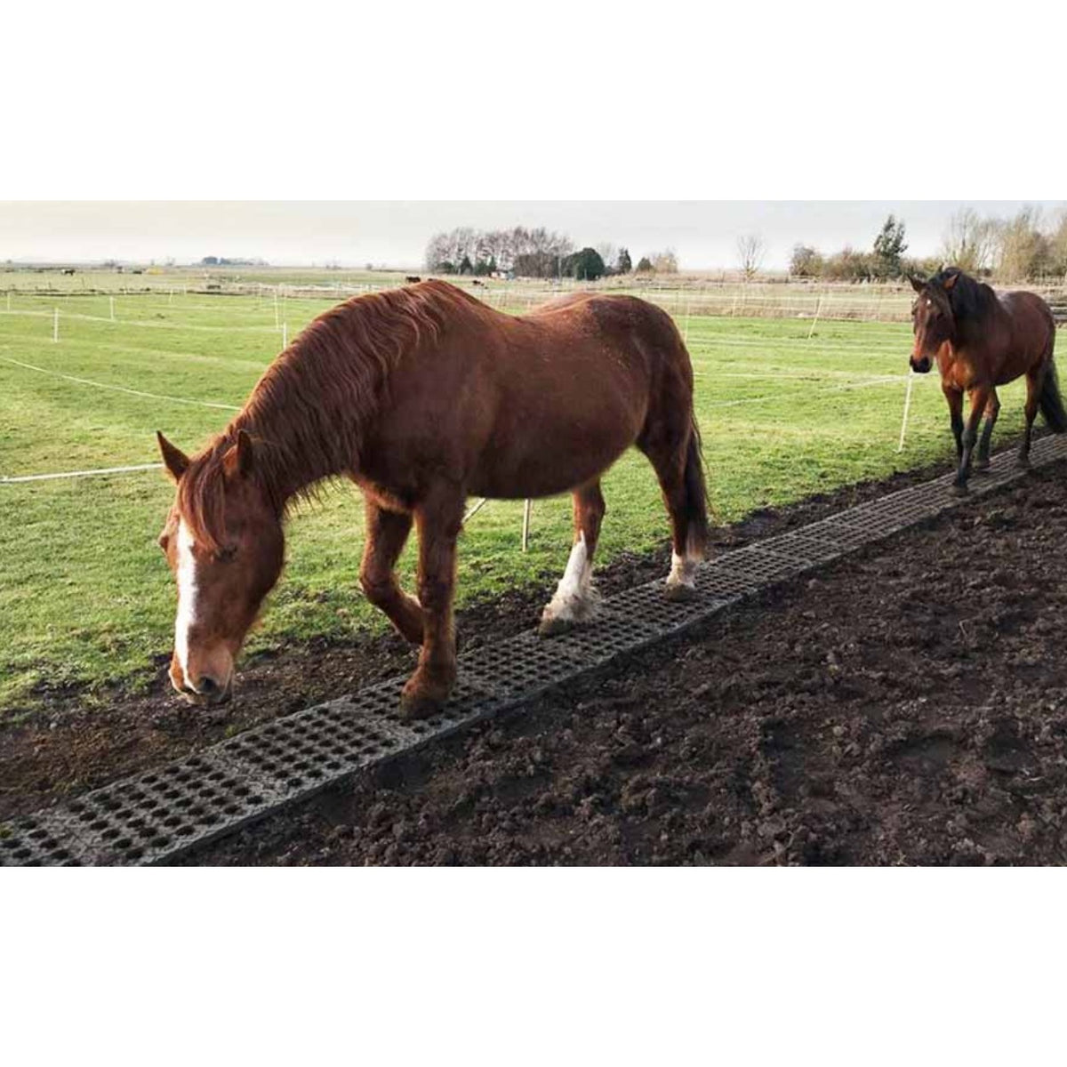 Two horses walking on a strip of Hahn Mud Control Grids along a muddy fence line