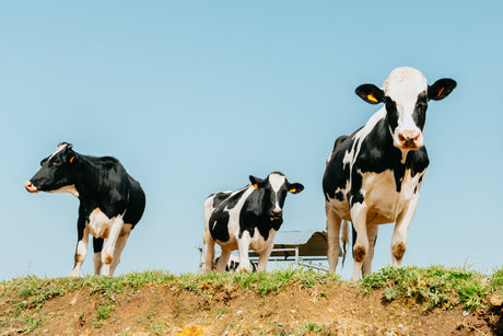 Dairy Supplies