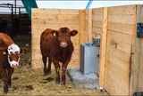 Smidley cattle fountain mounted in a wooden fence line between two bedded pens, feeder cattle drinking