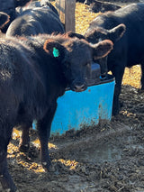 Miraco E-Fount 3465E: Efficient and Durable Heated Waterer - additional view 1