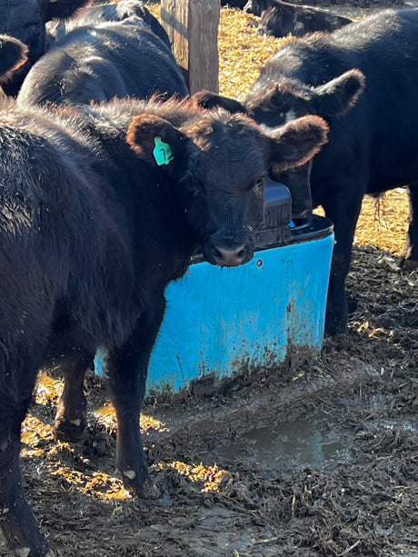 Miraco E-Fount 3465E: Efficient and Durable Heated Waterer - additional view 1
