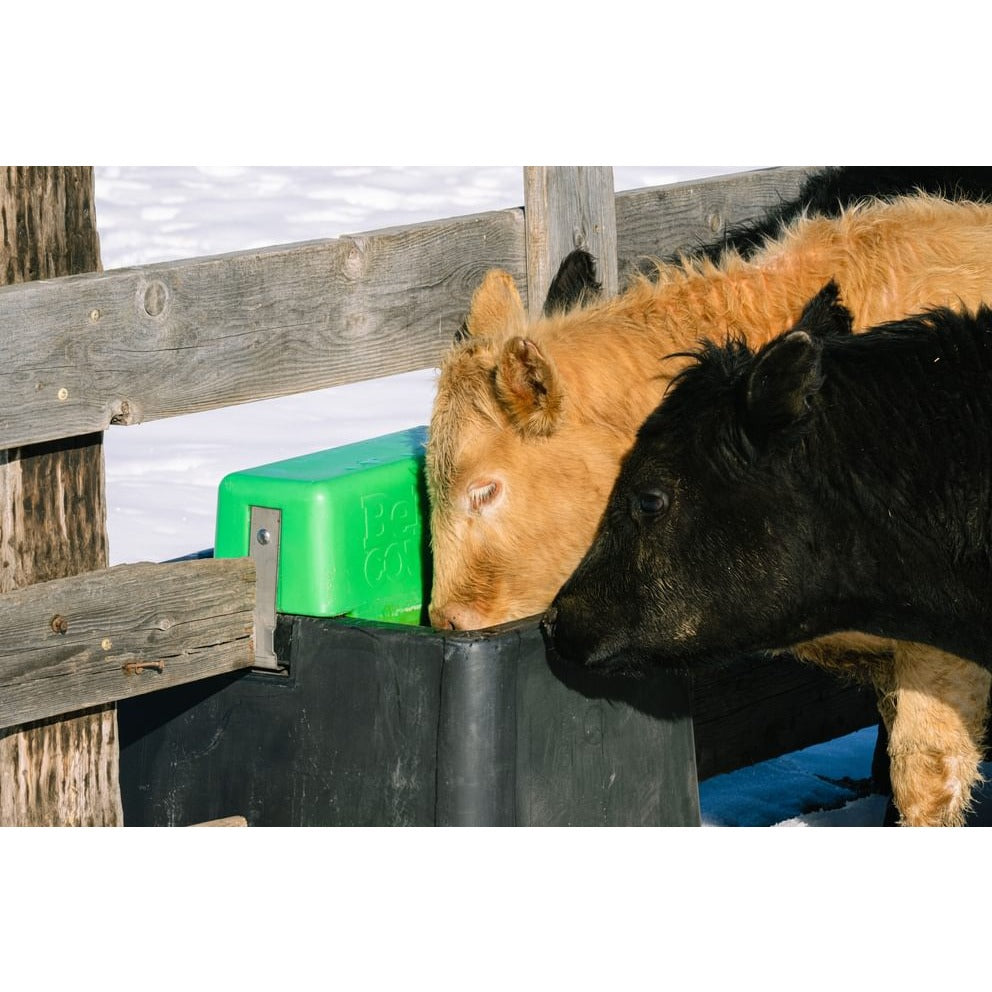 Behlen AHW80 heated waterer in a cattle lot