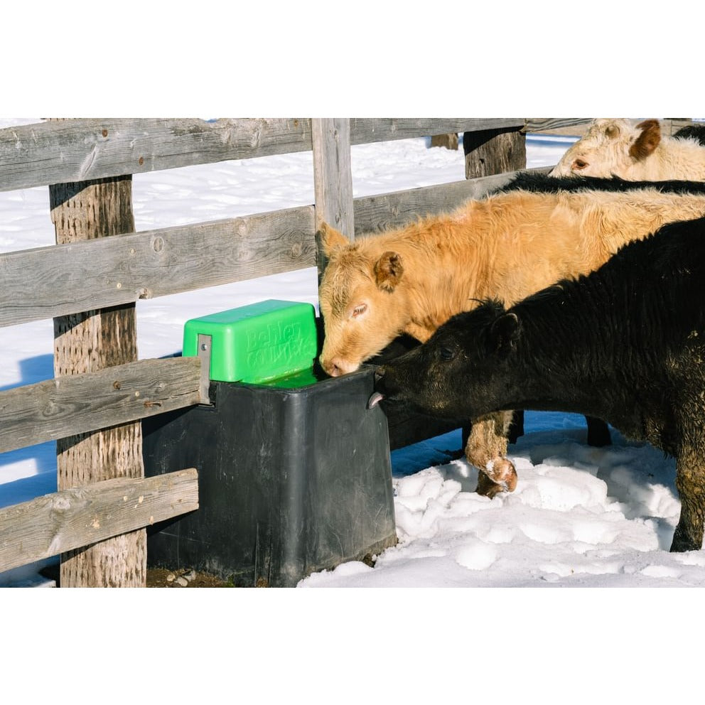 Cattle drinking from a Behlen AHW80 heated waterer