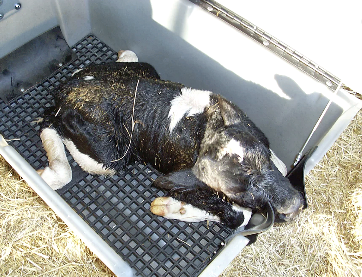 Smucker Manufacturing Roy-L-Heat RH5000 Heated Calf Warmer Box, Free Shipping, additional view 3