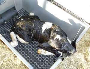 Smucker Manufacturing Roy-L-Heat RH5000 Heated Calf Warmer Box, Free Shipping, additional view 3