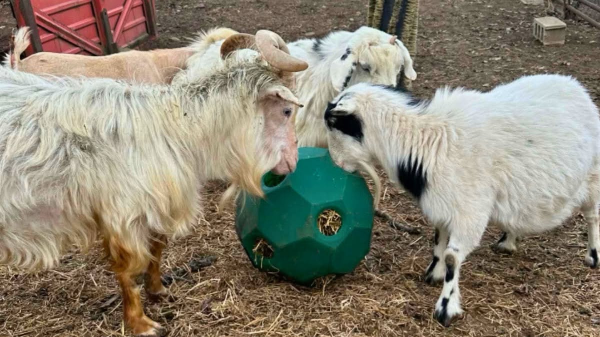 Goats and sheep nosing a green High Country Plastics Hay Play slow feeder ball on straw bedding