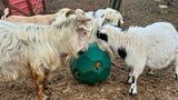 Goats and sheep nosing a green High Country Plastics Hay Play slow feeder ball on straw bedding
