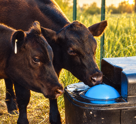 Two cattle drinking through the roll away ball closure on a Miraco waterer