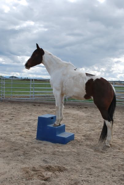 Blue High Country Plastics MS-22 three step mounting block beside a paint horse
