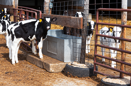 Smidley Cattle Trough 9150CT set in a fence line, Holstein heifers drinking from both pens at once