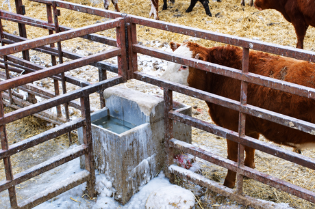 Smidley #5 cattle fountain holding open water in a snowy feedlot pen, beef cattle drinking through the gate