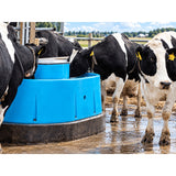 Dairy cows drinking from a blue Miraco round automatic waterer