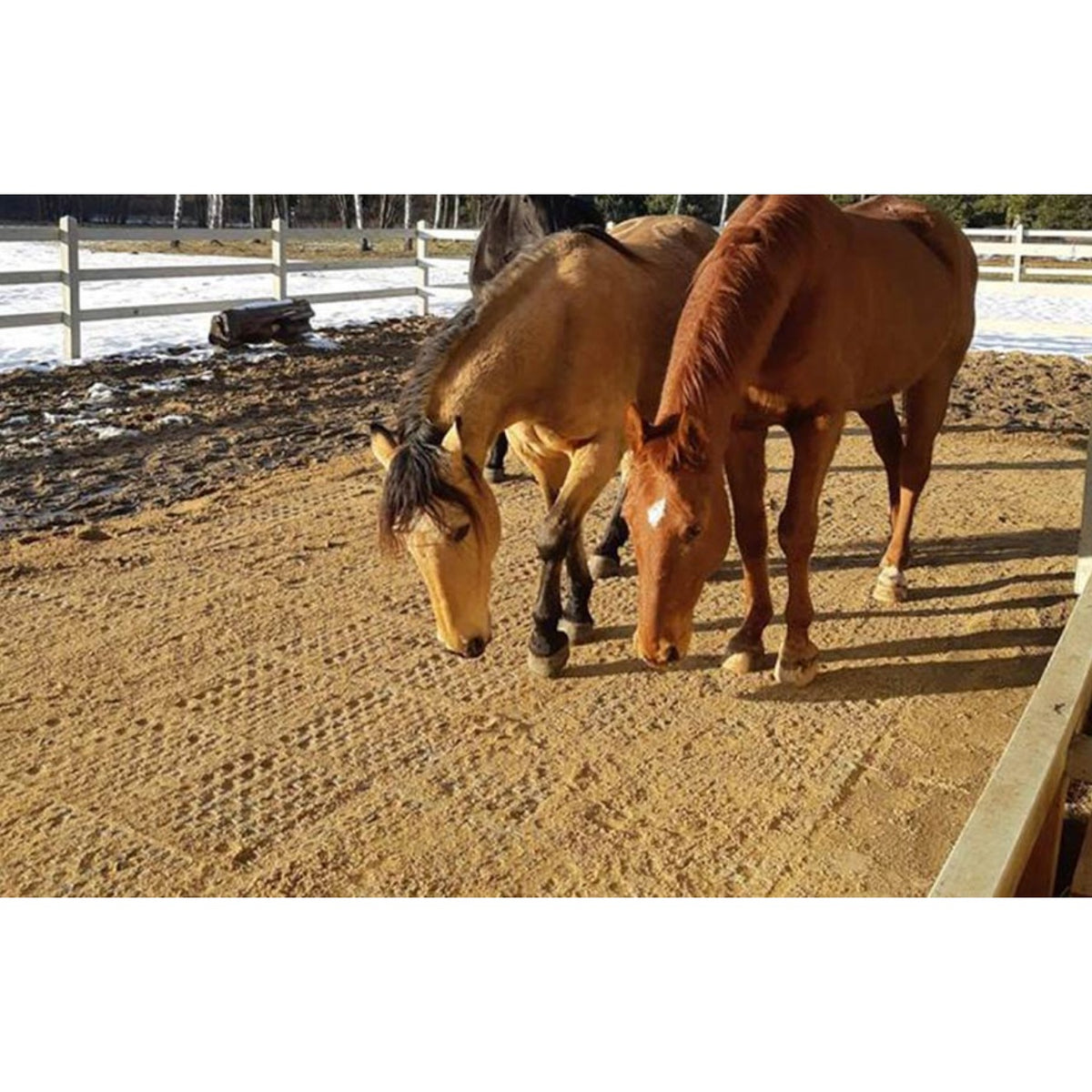 Two horses standing on a sand filled Hahn Paddock Slab paddock in winter