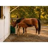 Miraco LilSpring 2800 by Miraco Livestock Waterers - Miraco, view 2