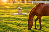 Classic Equine by Ritchie UltraFount 1 on a concrete pad with a horse grazing nearby