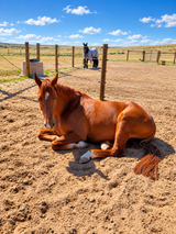 Classic Equine by Ritchie UltraFount 2 in a fence line with a foal resting in the pen