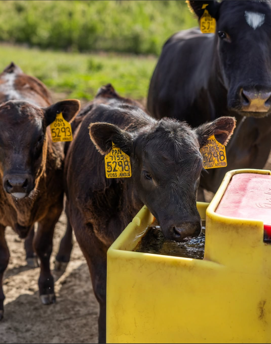 18050 watermatic 300 automatic waterer with cattle